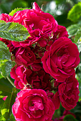 Blumen aus dem Garten.