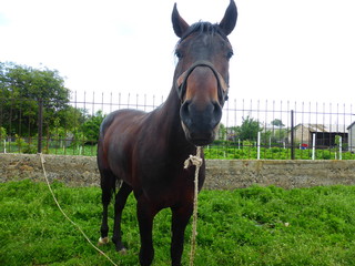 Horse grazing in a meadow near the house