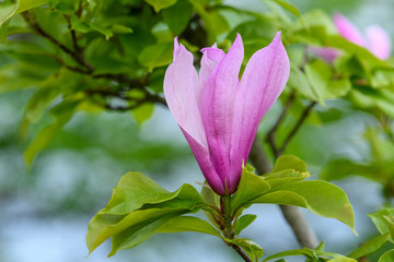 Close up of purple magnolia flowers in full bloom on a branch in a garden in a sunny spring day, beautiful outdoor floral background