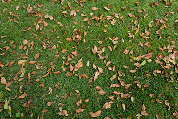 Garden floor, with grass and brown leaves