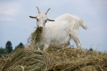Fototapeta premium white goat