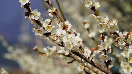 Korean apricot flowers at apricot farm in March