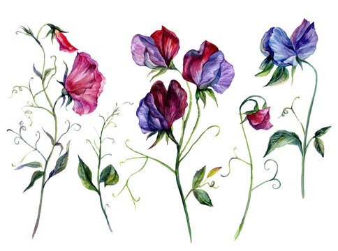 Watercolor Sweet Pea Flowers Collection