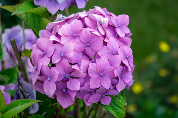 Pink Hydrangea in full bloom in an English garden