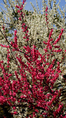 Fototapeta premium Korean apricot flowers at apricot farm in March