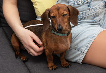 portrait of a little dachshund with eyes closed. Brown dachshund on the sofa with the owner