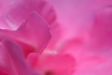 Abstract closeup pink nerium oleander flower.
