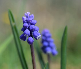 muscari purple wildflower on green background