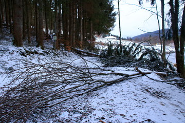 waldweg im schwarzwald, der nach einem sturmschaden gesperrt wurde