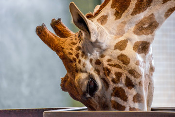 Giraffe (Giraffa camelopardalis) © philipbird123