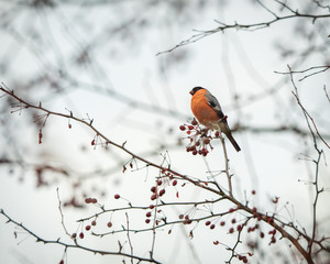 Bullfinch male perching on the rowan tree branch with red berries against the background of white cloudy sky