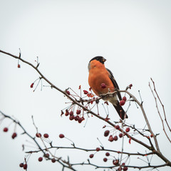 Bullfinch male perching on the rowan tree branch with red berries against the background of white cloudy sky