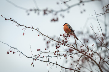 Bullfinch male perching on the rowan tree branch with red berries against the background of white...