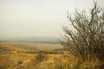 trees and the branches with yellow grasses in the fog