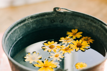 yellow flowers in a bucket of water on a pink background © Дарья Фомина