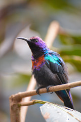 Splendid Sunbird (Cinnyris coccinigastrus) resting on a branch