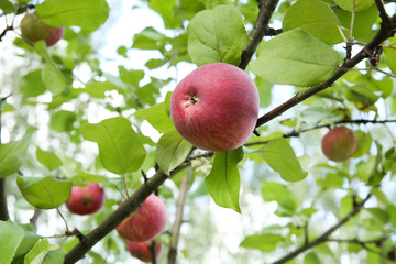ripe apple on a tree branch