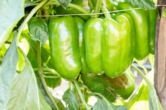 Green bell peppers grows in the garden. Close-up.
