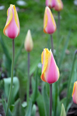 beautiful delicate pink tulips in the garden