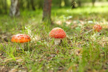 forest mushroom fly agaric in the background of nature