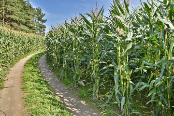Fototapeta premium corn field on a summer sunny day