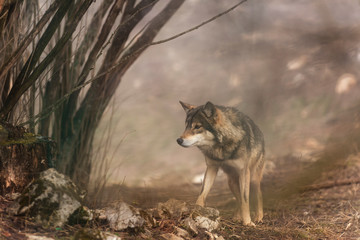 lone wolf stands in the forest