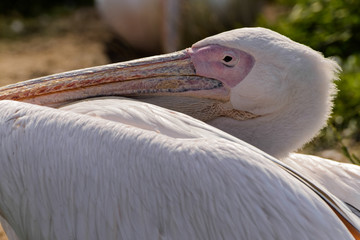 Great White Pelican (Pelecanus onocrotalus)