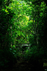 Fototapeta premium bridge in the forest