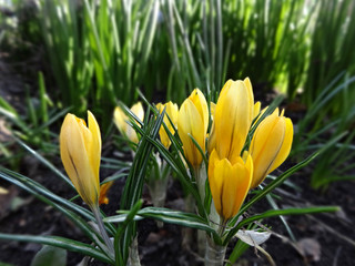 First spring flowers are yellow Crocuses on a background of green greenery in the garden