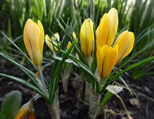 First spring flowers are yellow Crocuses on a background of green greenery in the garden