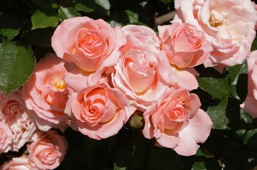 KONICA MINOLTA DIGITAL CAMERA