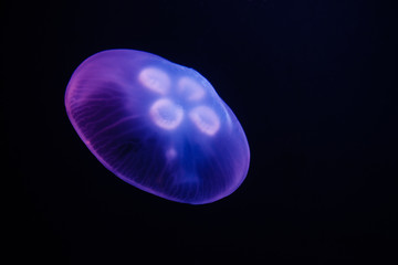 Naklejka na ściany i meble Jellyfish swimming in the dark water (Фон медуз на черном фоне)