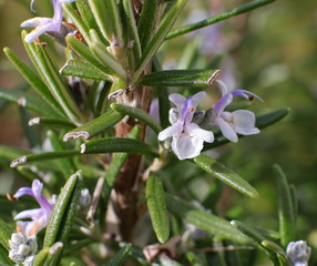 Rosmarin, Blüte