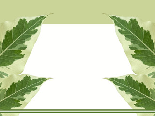 A two tone colours leaf on green header templates, this leaf has an interesting meaning.