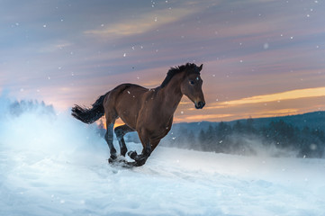 Horse of the breed Westphalian gallops through deep snow. The snow splashes up. In the background...
