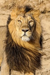 portrait of a lion