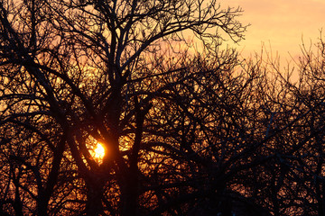 Tree silhouette on sunset sky background. Branches of tree without leaves at sundown.
