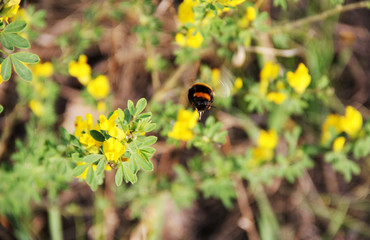 Bumblebee collects nectar from the yellow flower.