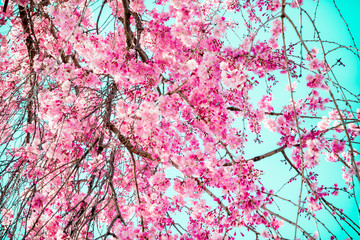 beautiful cherry blossom,sakura are blooming in vintage tones with bright sky for background.