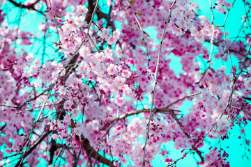 beautiful cherry blossom,sakura are blooming in vintage tones with bright sky for background.