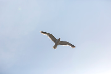 Möwe im Flug 1