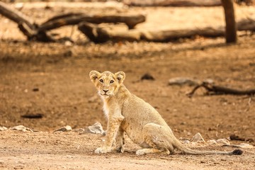 lioness in serengeti