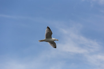 Möwe im Flug 2
