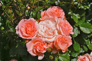 KONICA MINOLTA DIGITAL CAMERA