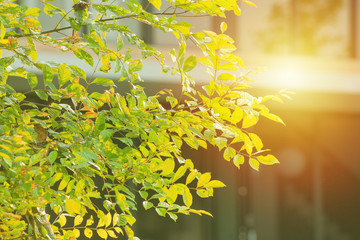Closeup branches of green leaves from the tree with blurred modern house and orange sunlight in background