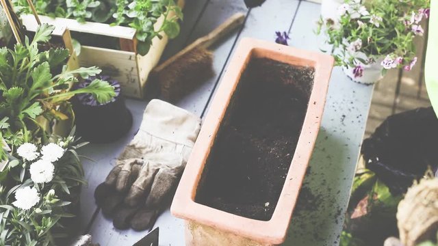 Fr&uuml;hling, Blumen und Pflanzen in Tont&ouml;pfe einpflanzen. 