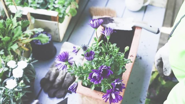 Fr&uuml;hling, Blumen und Pflanzen in Tont&ouml;pfe einpflanzen. 