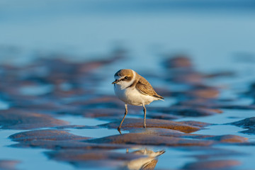 Kentish plover on the sandy seashore in the evening