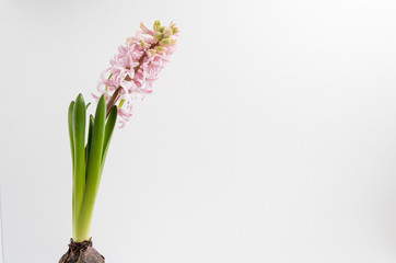 Close up of one delicate light pink Hyacinth or Hyacinthus flowers in full bloom in a garden pot isolated on white background in a studio photograph