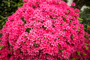 close up bunch of blooming pink azalea flowers 